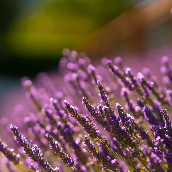 landscaping-04