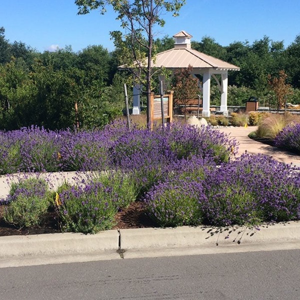 landscaping-36