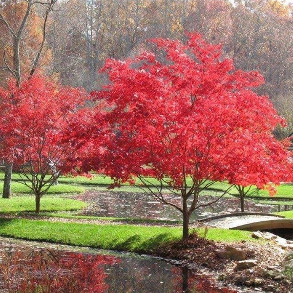 landscaping-37